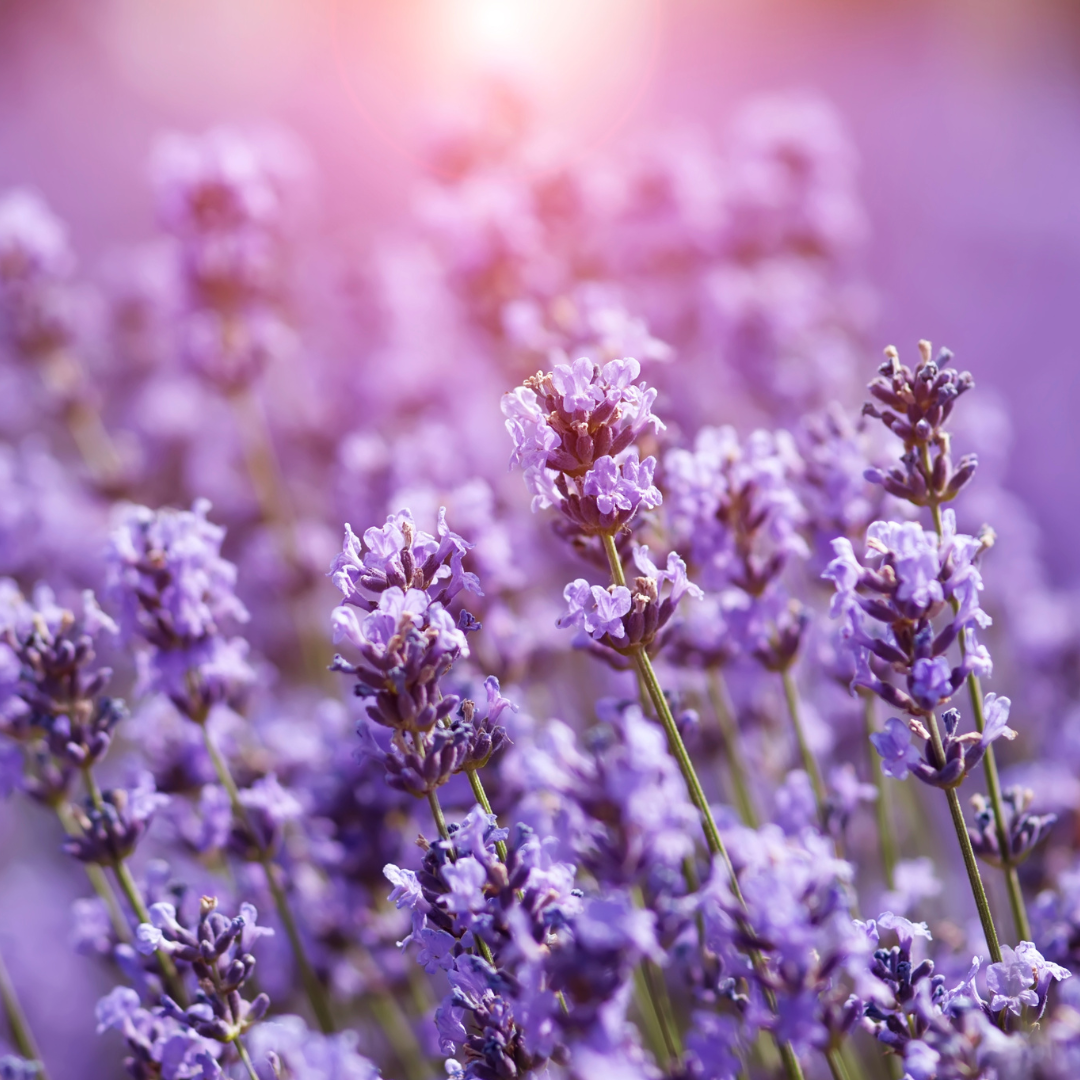 Lavender Essential Oil