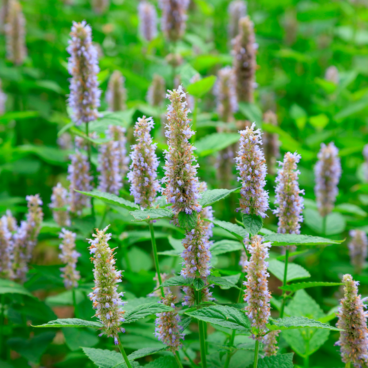 Patchouli Essential Oil