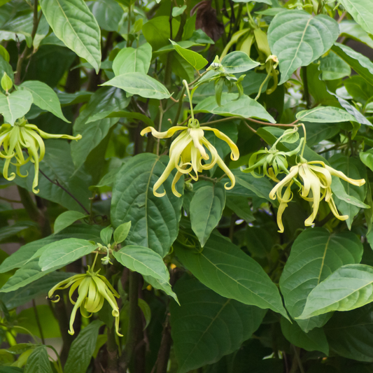 Ylang ylang Essential Oil