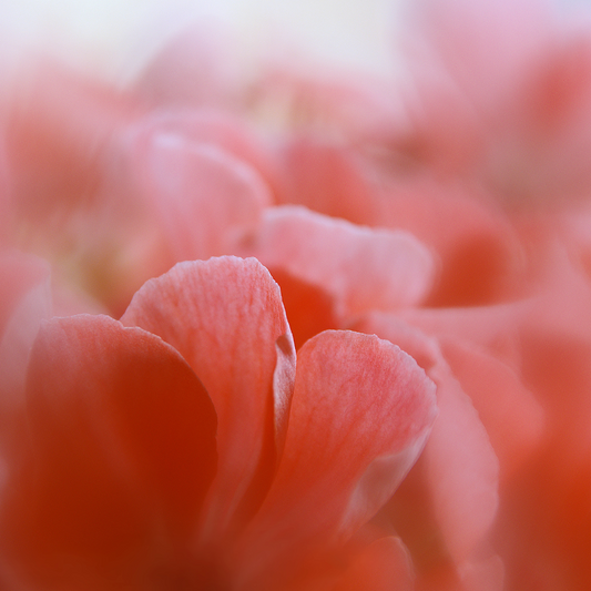 Geranium Essential Oil